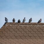 Pigeons on the dirty roof.